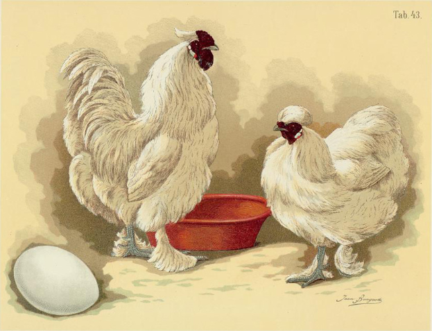 Zwei weiße Hühner stehen nebeneinander bei einer roten Schüssel, mit einem Ei auf der linken Seite und Text oben.
