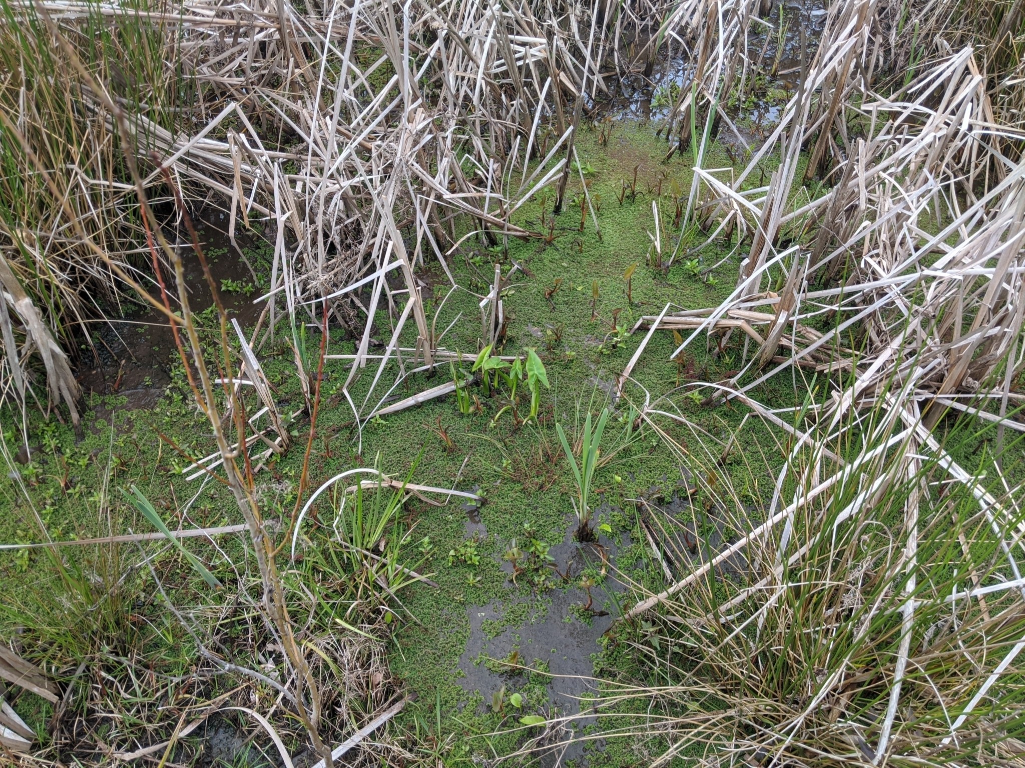 FW-DE: Schafe im Teich stecken - Tierrettung in Breckerfeld