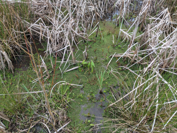 FW-DE: Schafe im Teich stecken - Tierrettung in Breckerfeld