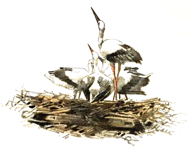 Ein detailliertes Gemälde von zwei Störchen, die auf einem Nest aus Zweigen und Gras stehen, mit langen Hälsen und Schnäbeln, die in die Ferne schauen, vor einem weißen Hintergrund.