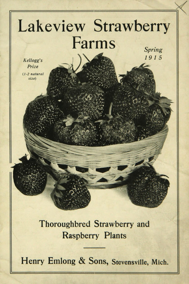 Plakat aus dem Frühling 1915, das "Zuchtstamm Erdbeeren und Himbeeren" bewirbt, mit einem Korb reifer roter Erdbeeren.