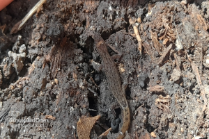 Eine kleine Eidechse sitzt auf einem Schmutzhaufen, umgeben von trockenen Blättern und anderen Gegenständen, mit einem Gegenstand in der oberen linken Ecke und Text in der unteren linken Ecke.