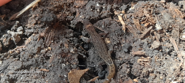 Eine kleine Eidechse sitzt auf einem Schmutzhaufen, umgeben von trockenen Blättern und anderen Gegenständen, mit einem Gegenstand in der oberen linken Ecke und Text in der unteren linken Ecke.