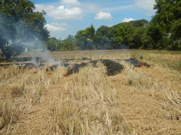 Ein trockener Rasenplatz mit einem zentralen Feuer, umgeben von Bäumen und einem bewölkten Himmel.