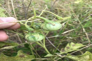Eine Person, die einen Bund grüner Tomaten hält, die mit Mehltau infiziert sind, mit der Hand auf der linken Seite des Bildes, vor einem Hintergrund aus Pflanzen und Gras.