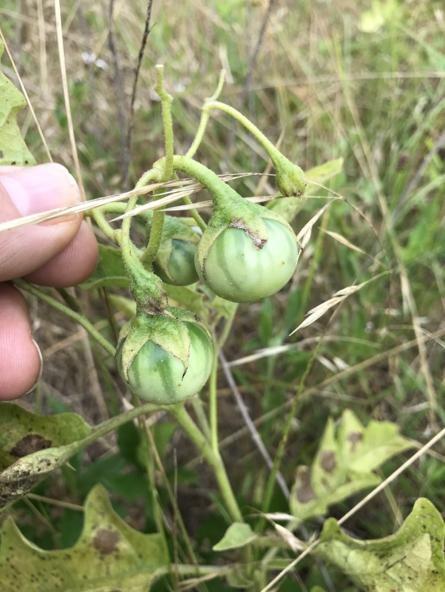Eine Person, die einen Bund grüner Tomaten hält, die mit Mehltau infiziert sind, mit der Hand auf der linken Seite des Bildes, vor einem Hintergrund aus Pflanzen und Gras.